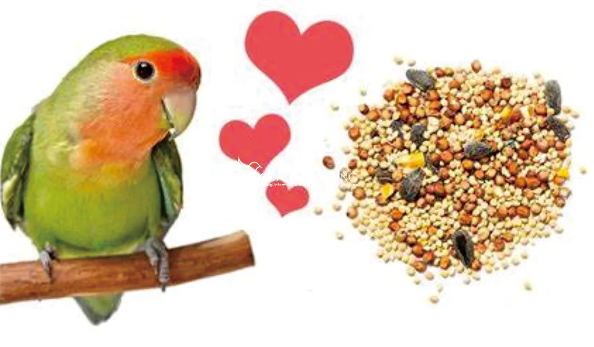 Catatan Penting dalam Memberikan Pakan Burung Lovebird