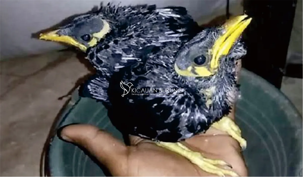 Harga Burung Beo Anakan di Indonesia