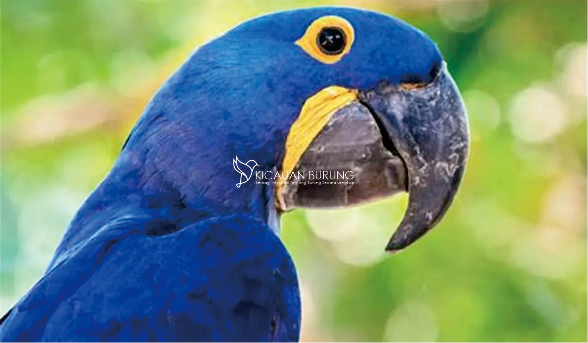 Harga Burung Beo Biru Terbaru di Indonesia