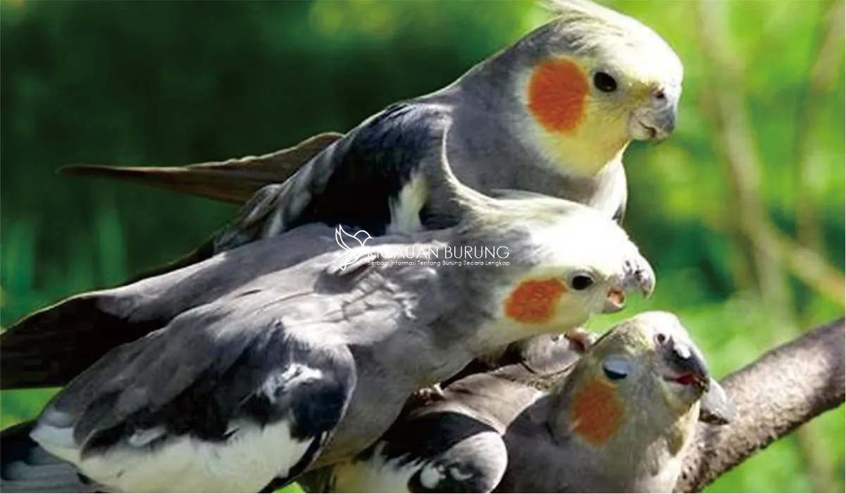 Harga Burung Cockatiel di Indonesia