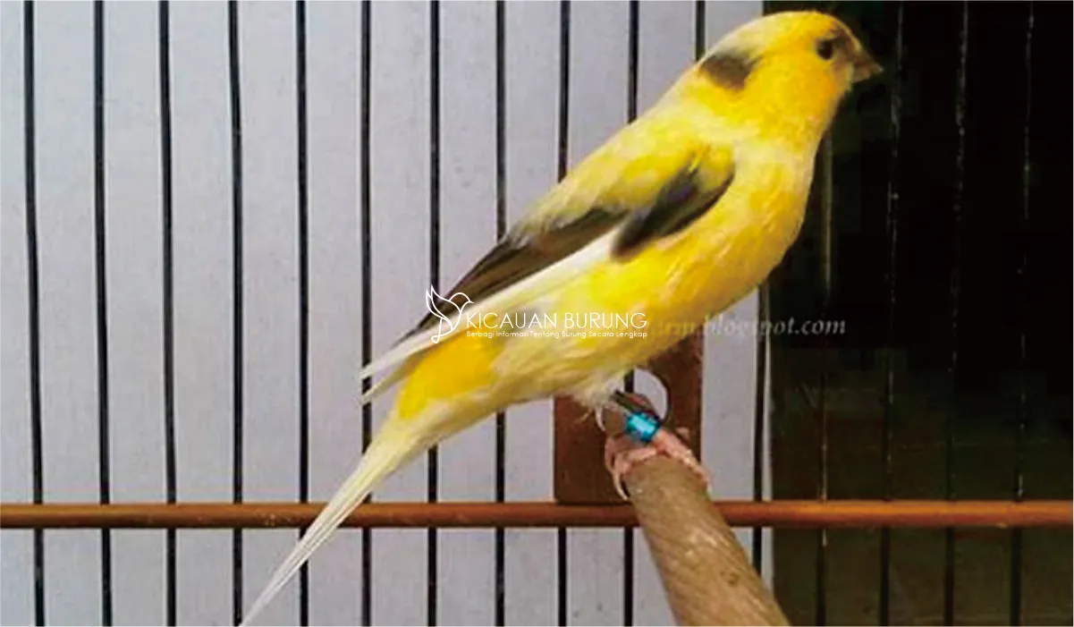 Harga Burung Kenari AF di Pasaran Indonesia
