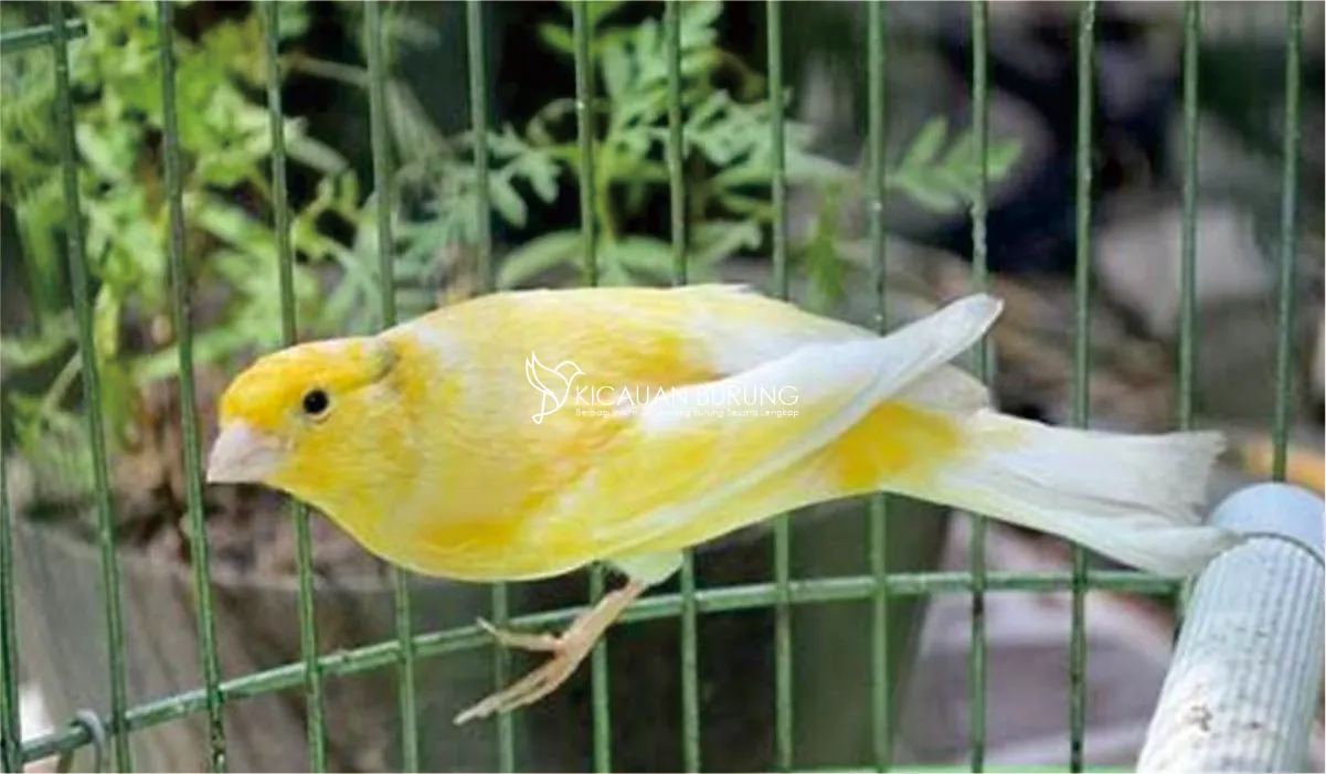 Harga Burung Kenari Kuning di Indonesia