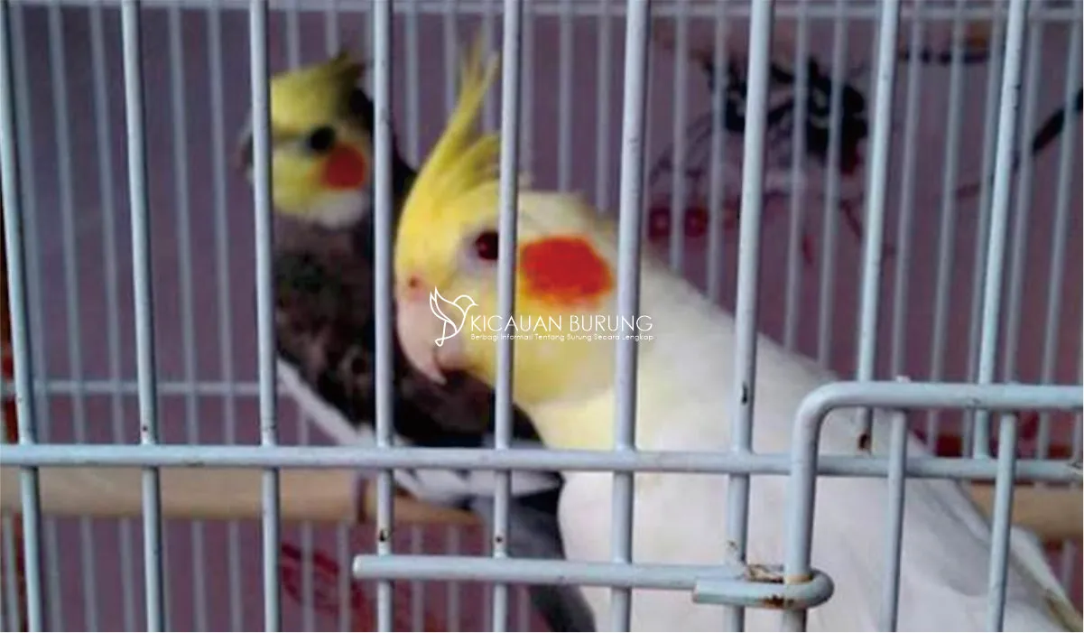 Harga Burung Parkit Termurah di Indonesia