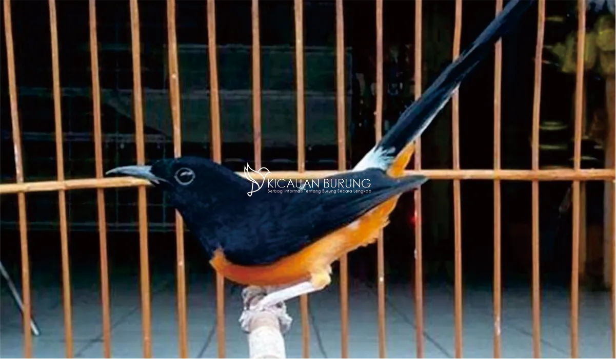 Harga Jenis Burung Murai di Pasaran