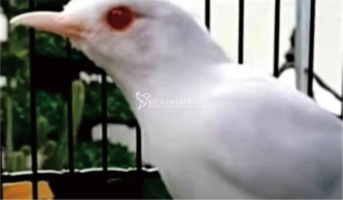 Harga Murai Batu Albino di Pasaran Burung Hias Indonesia