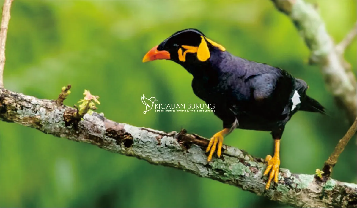 Jenis-Jenis Burung Beo yang Populer di Indonesia