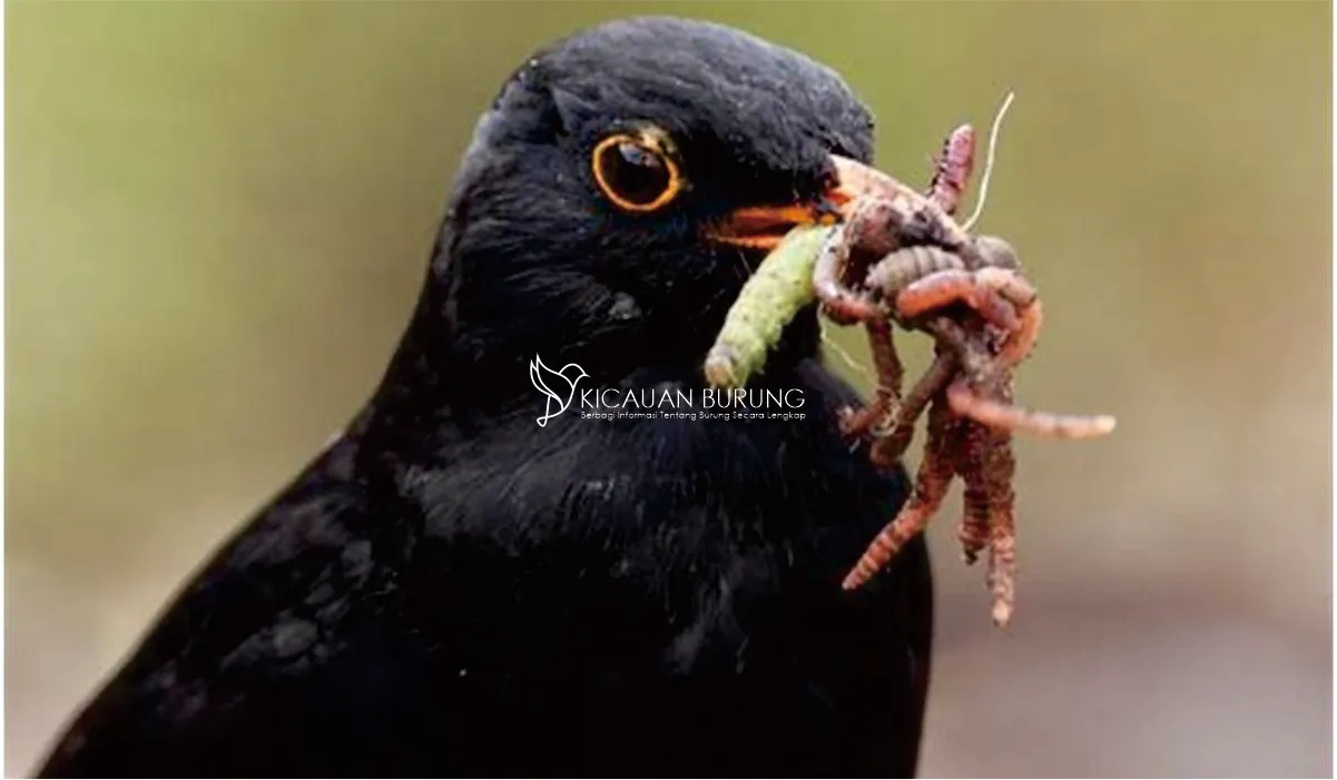 Jenis Makanan Burung Jalak di Indonesia