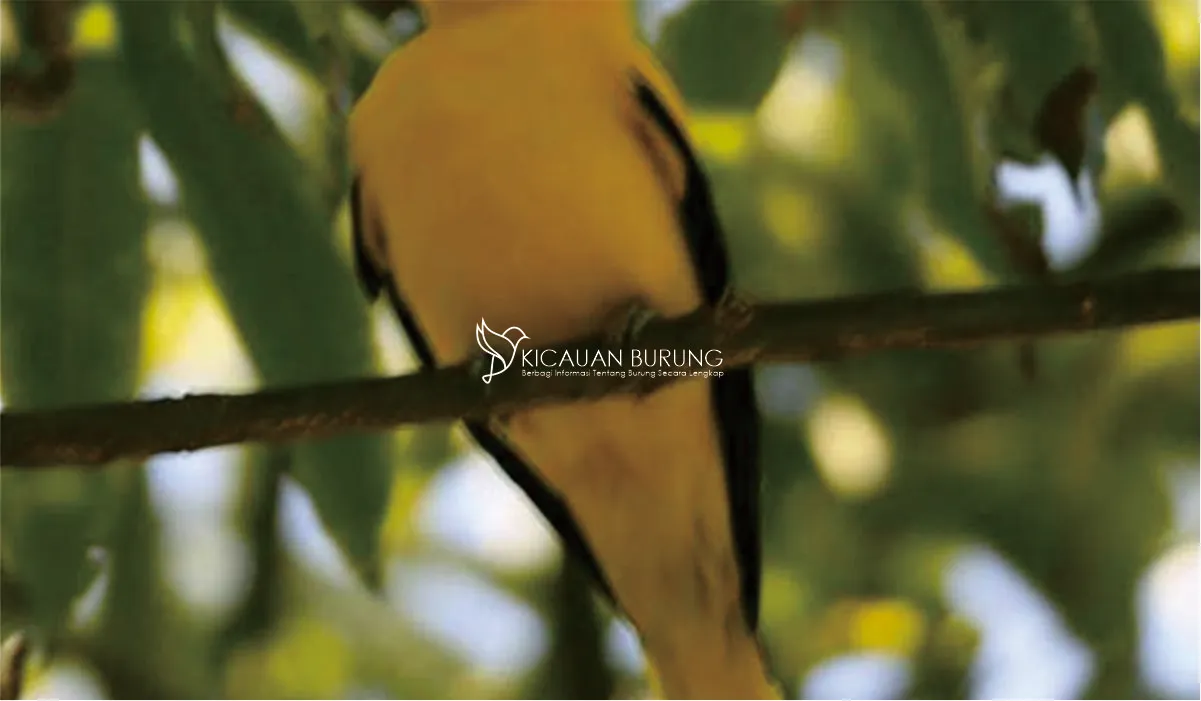 Jenis Makanan Burung Kepodang