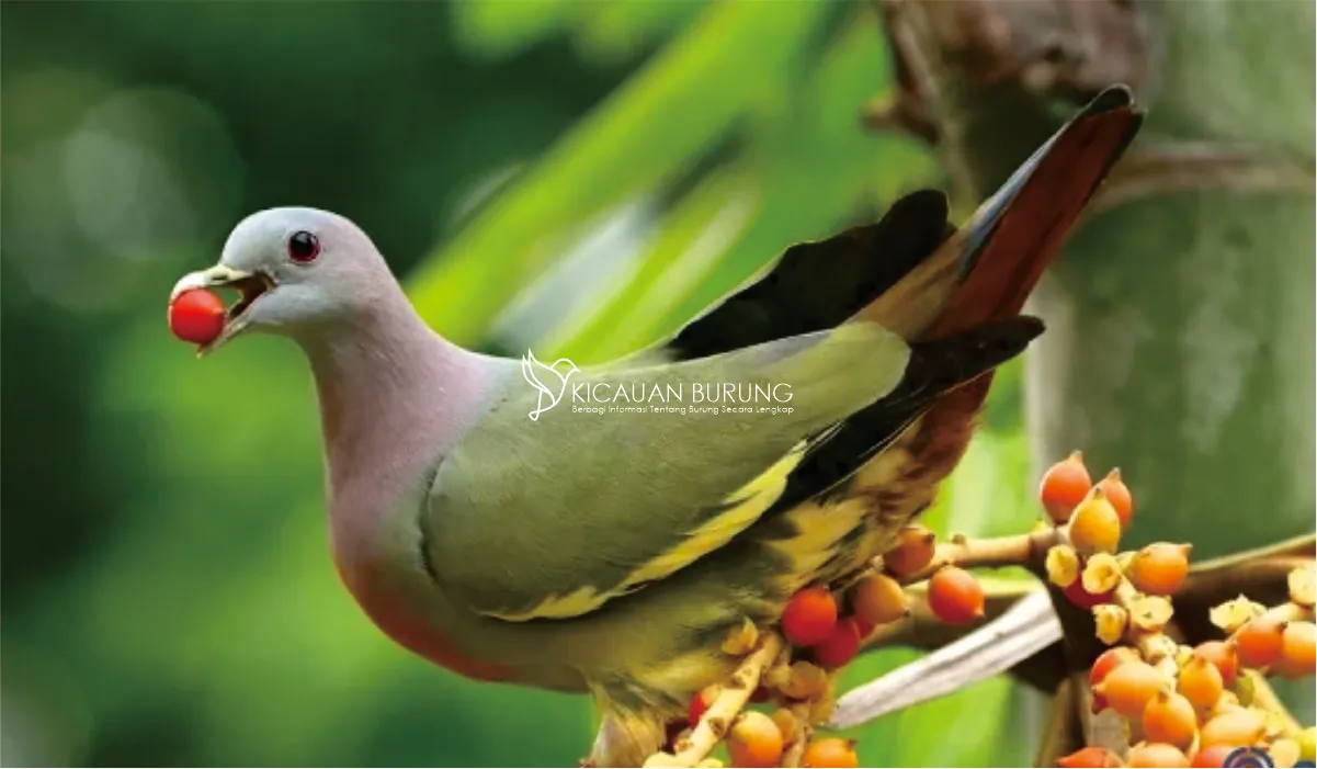 Jenis Makanan Burung Punai