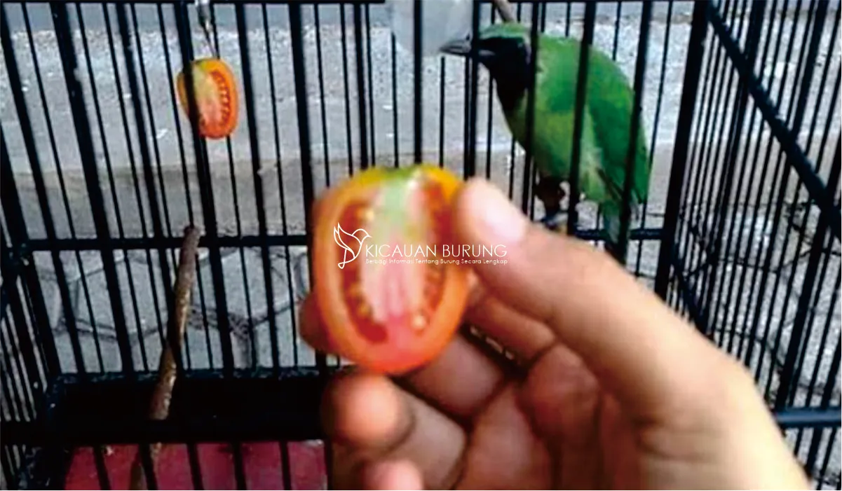 Jenis Makanan untuk Burung Cucak Ijo