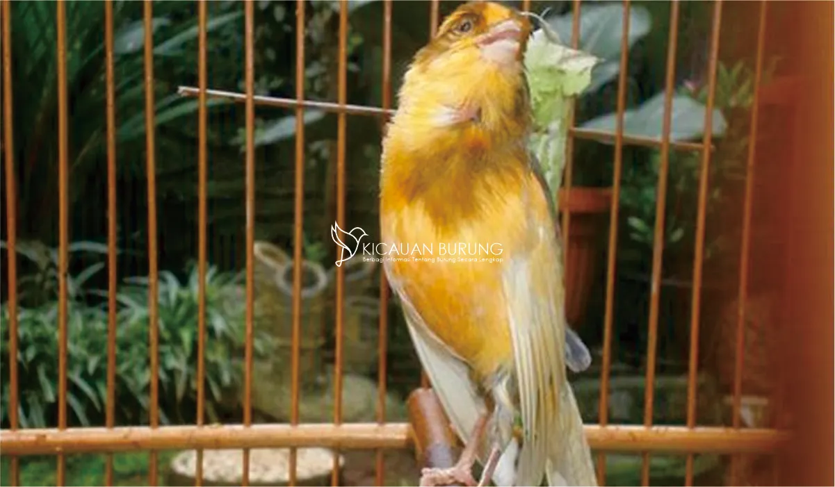 Kandang yang Populer di Indonesia untuk Burung Kenari