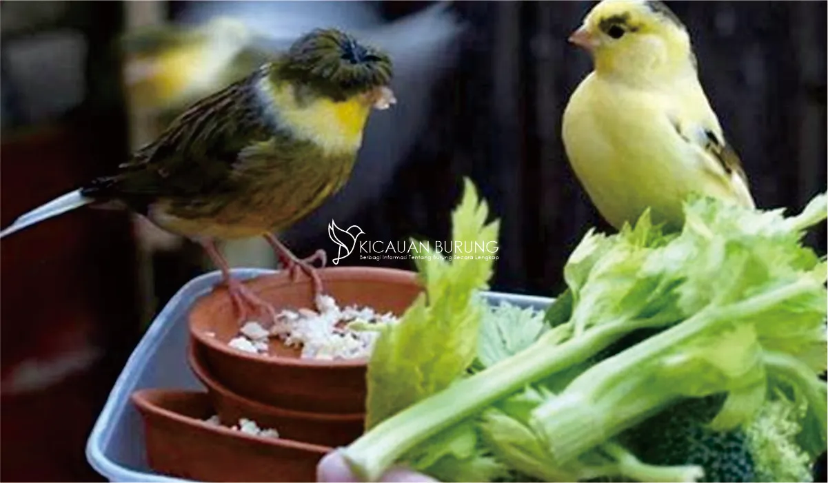 Makanan Burung Kenari Sayuran