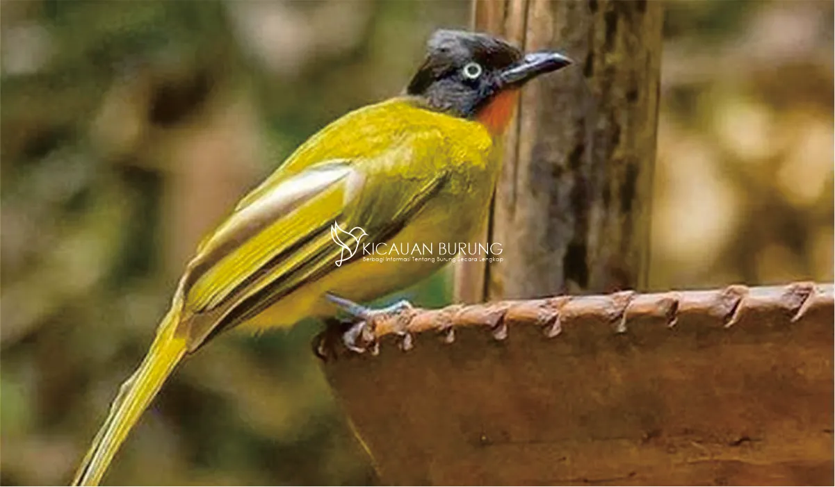 Makanan Burung Kutilang Emas