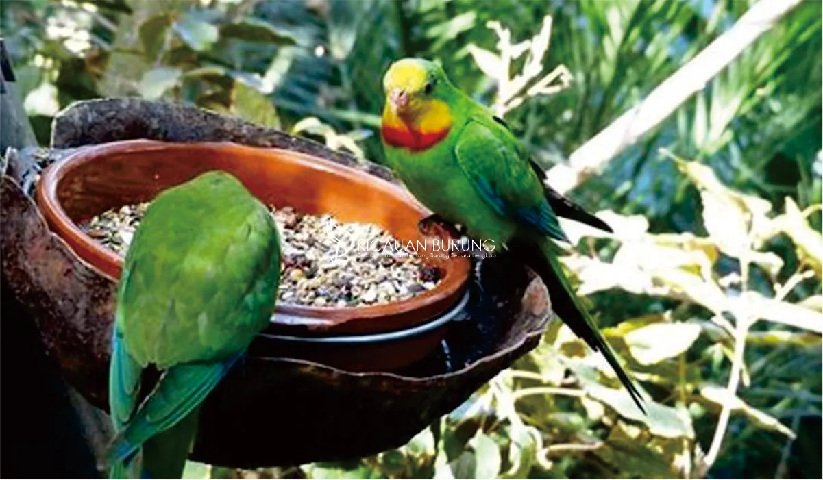 Makanan Burung Parkit di Indonesia