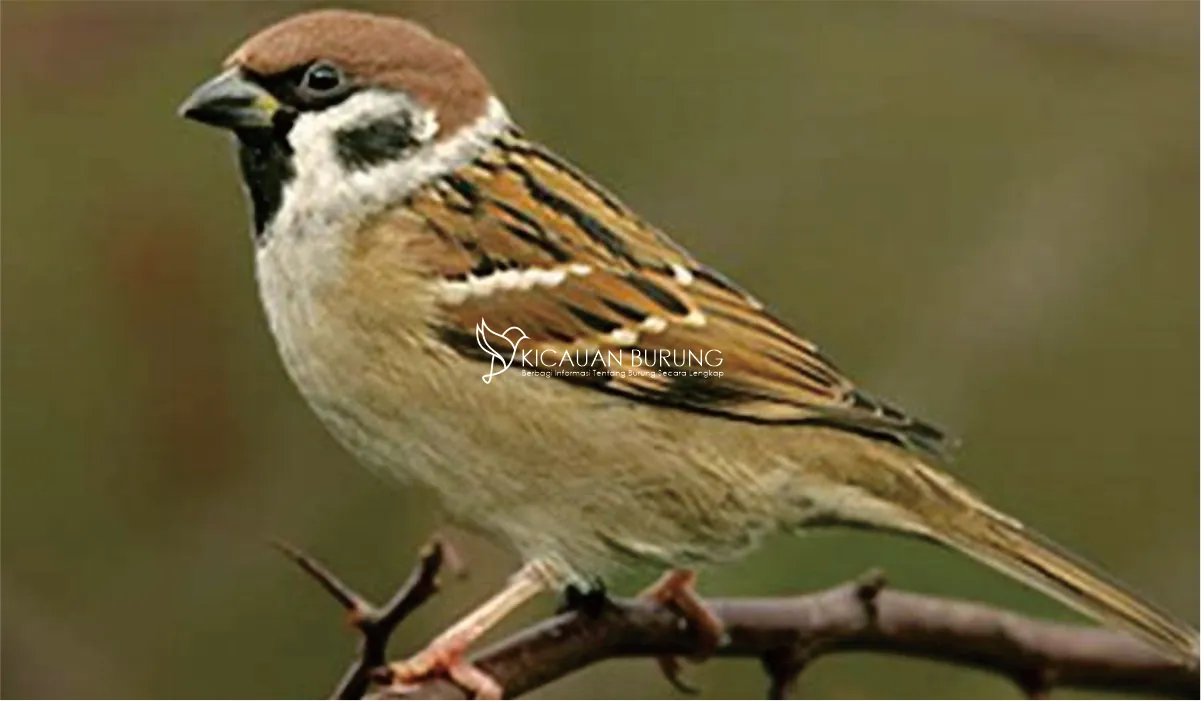 Pakan Burung Gereja