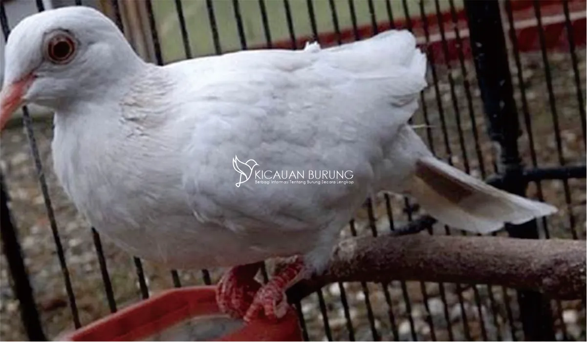 Perkutut Albino, Burung Langka yang Menarik Perhatian