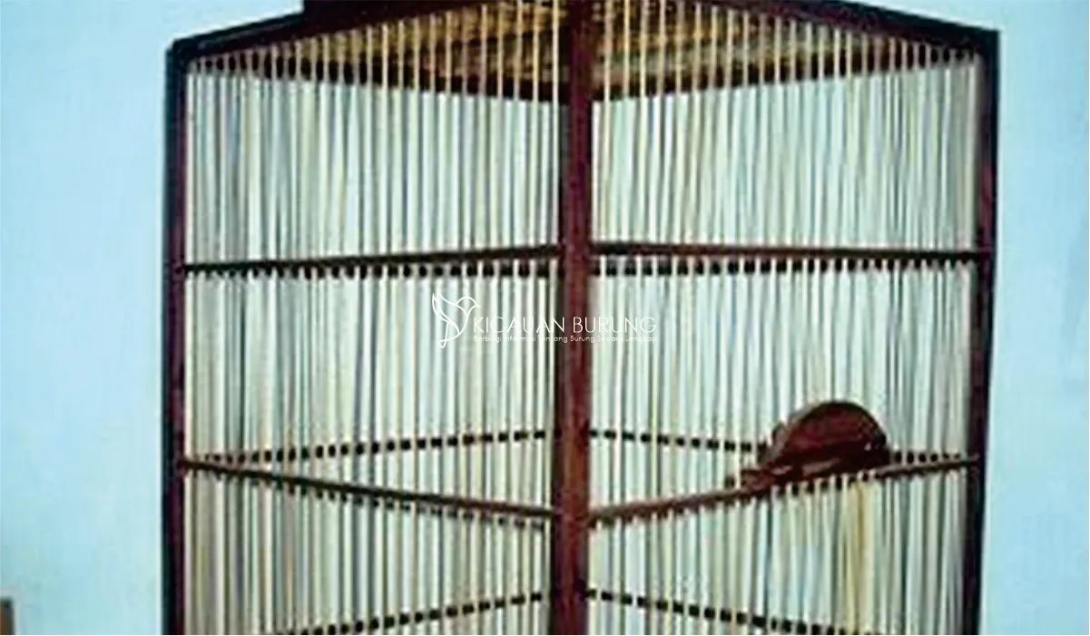 Sangkar Kenari Sabuk 2 untuk Menjaga Burung Kenari