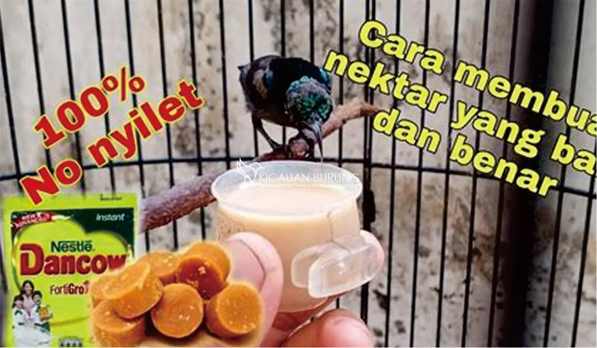 Bagaimana Cara Memberikan Makanan pada Burung Konin