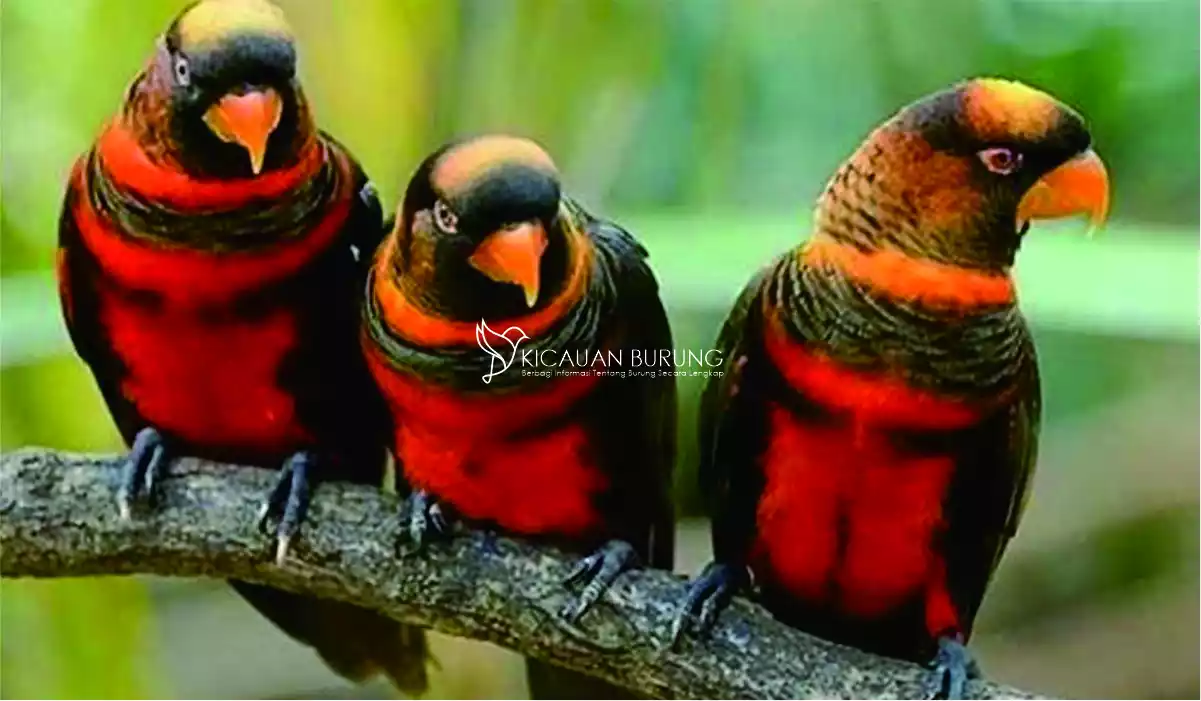 Cara Memberikan Pakan Burung Nuri