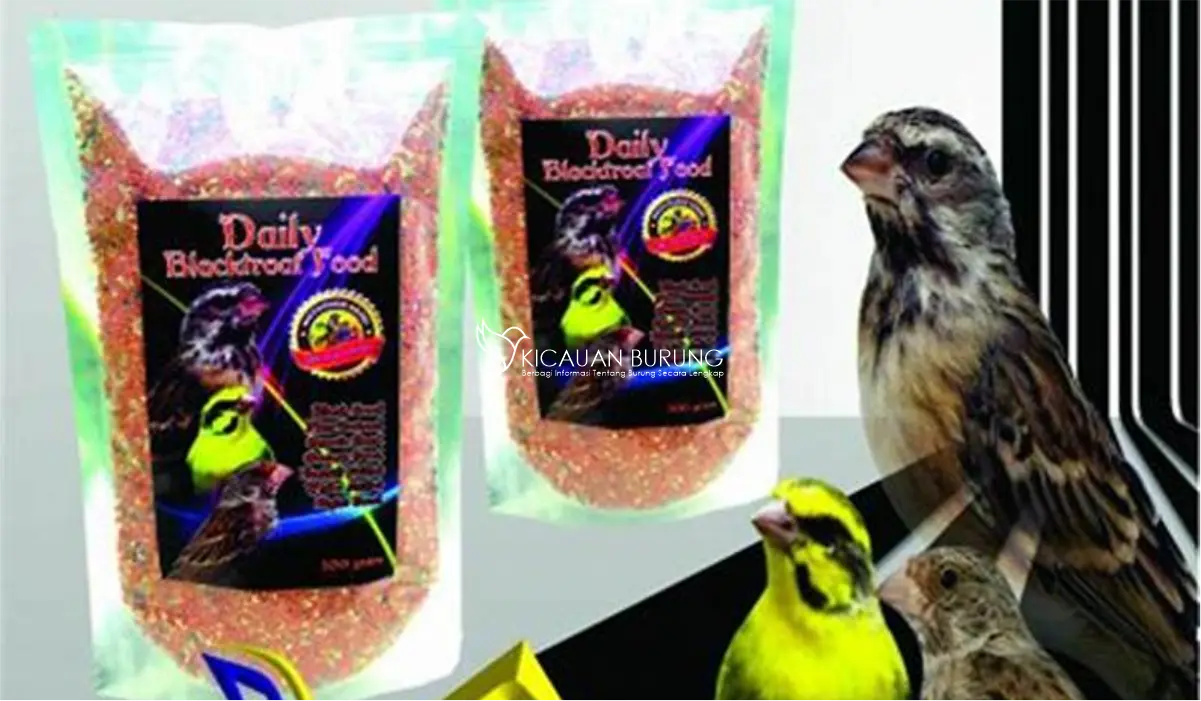 Cara Membuat Pakan Burung Blackthroat agar Cepat Gacor