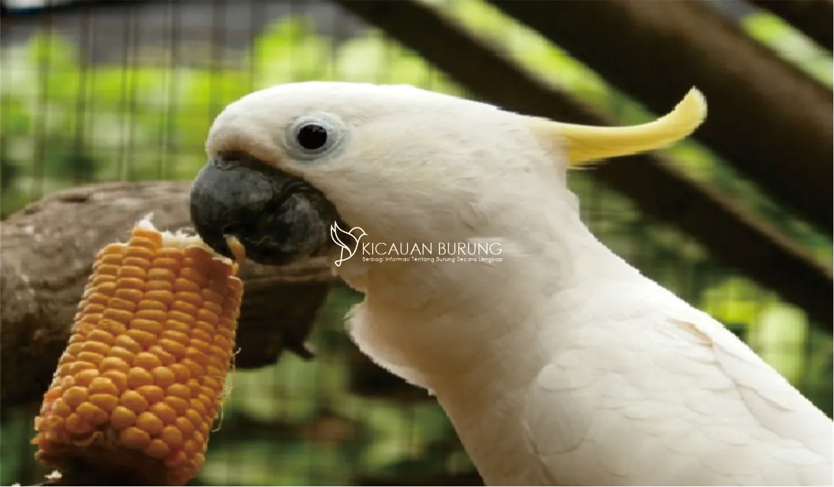 Jenis-Jenis Makanan Burung Kakatua