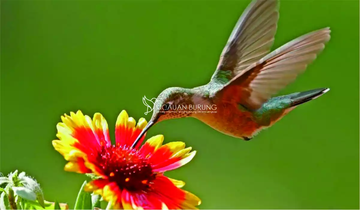 Jenis-Jenis Makanan Burung Kolibri Ninja