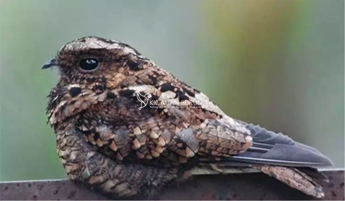 Jenis Makanan Burung Cabak