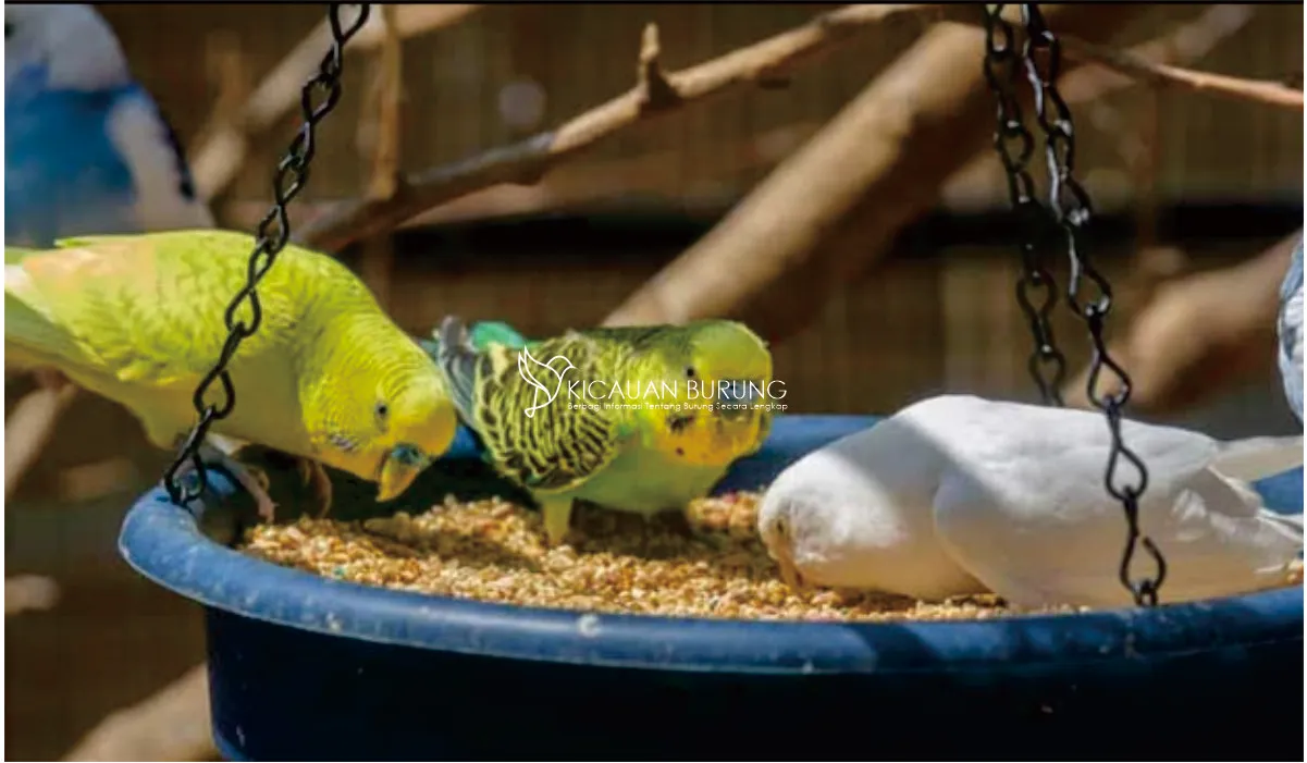Jenis Makanan Burung Parkit Australia
