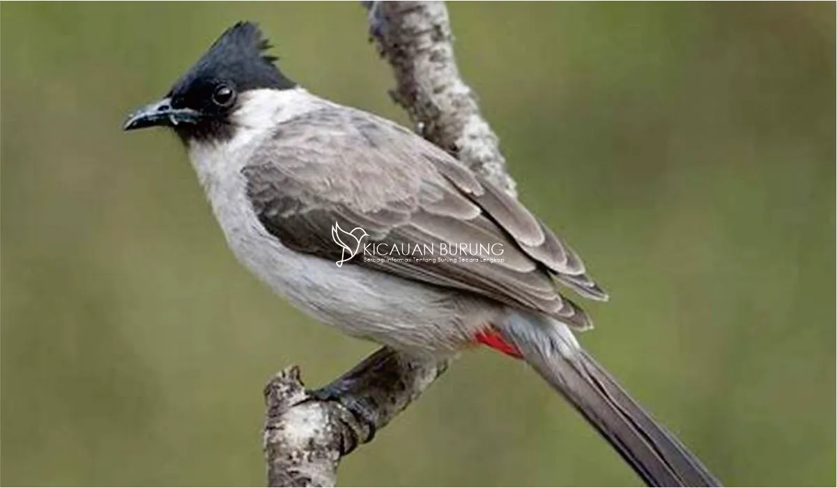 Jenis Pakan Burung Kutilang