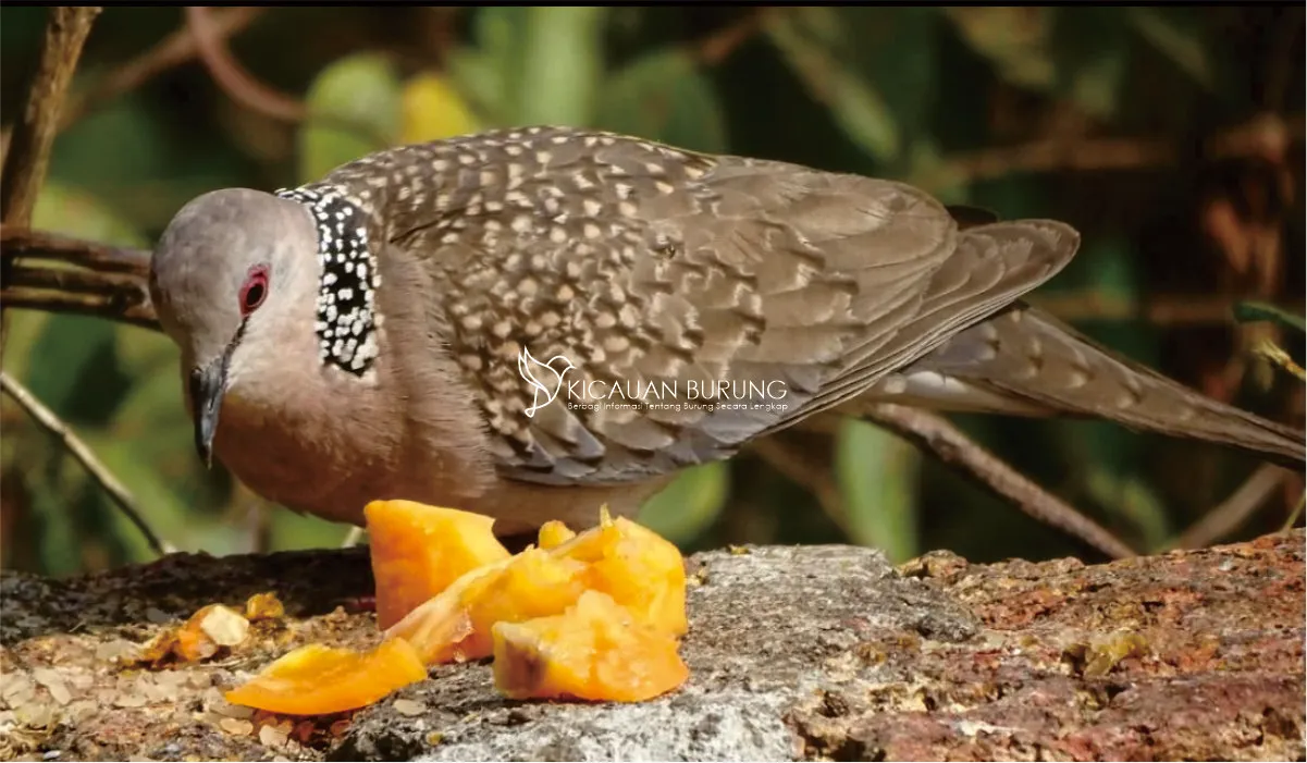 Jenis Pakan Burung Tekukur