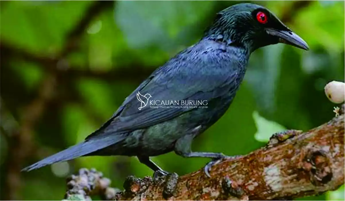 Agar tetap sehat dan bersemangat bernyanyi, burung cucak keling membutuhkan asupan makanan yang seimbang