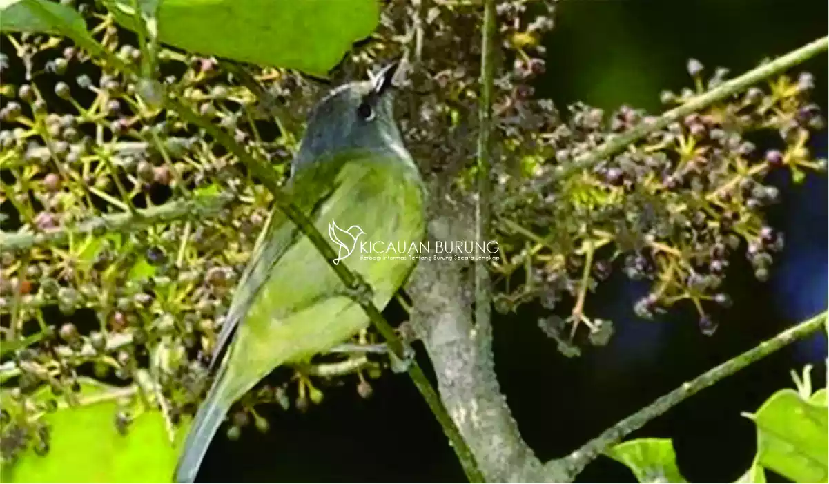 Jenis-jenis Makanan Burung Opior Jawa