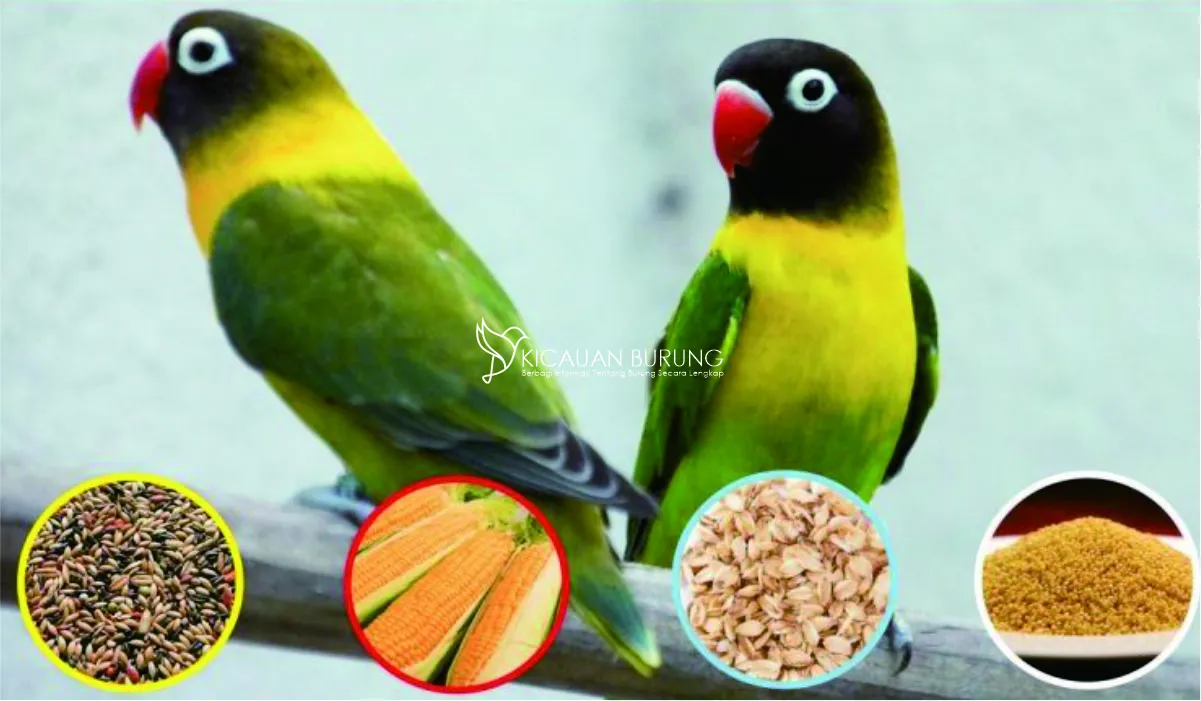 Jenis-jenis Pakan Burung Labet