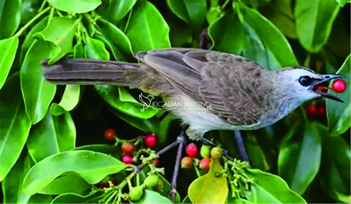 Jenis-jenis Pakan untuk Burung Trucukan