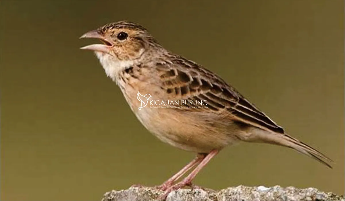 Makanan Burung Branjangan di Indonesia