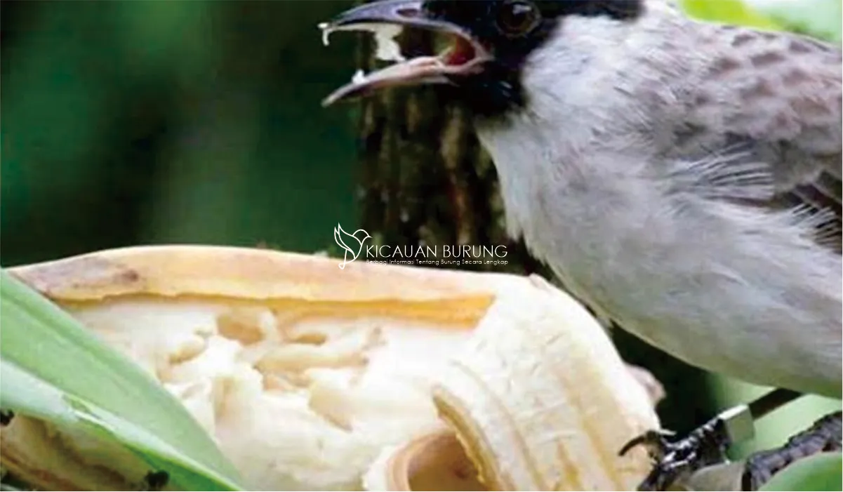 Makanan Burung Kutilang