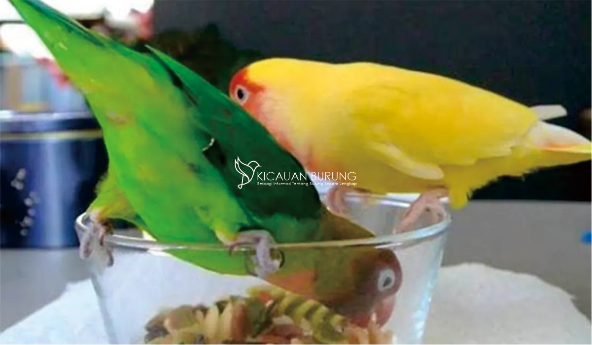Makanan Burung Lovebird Biar Gacor