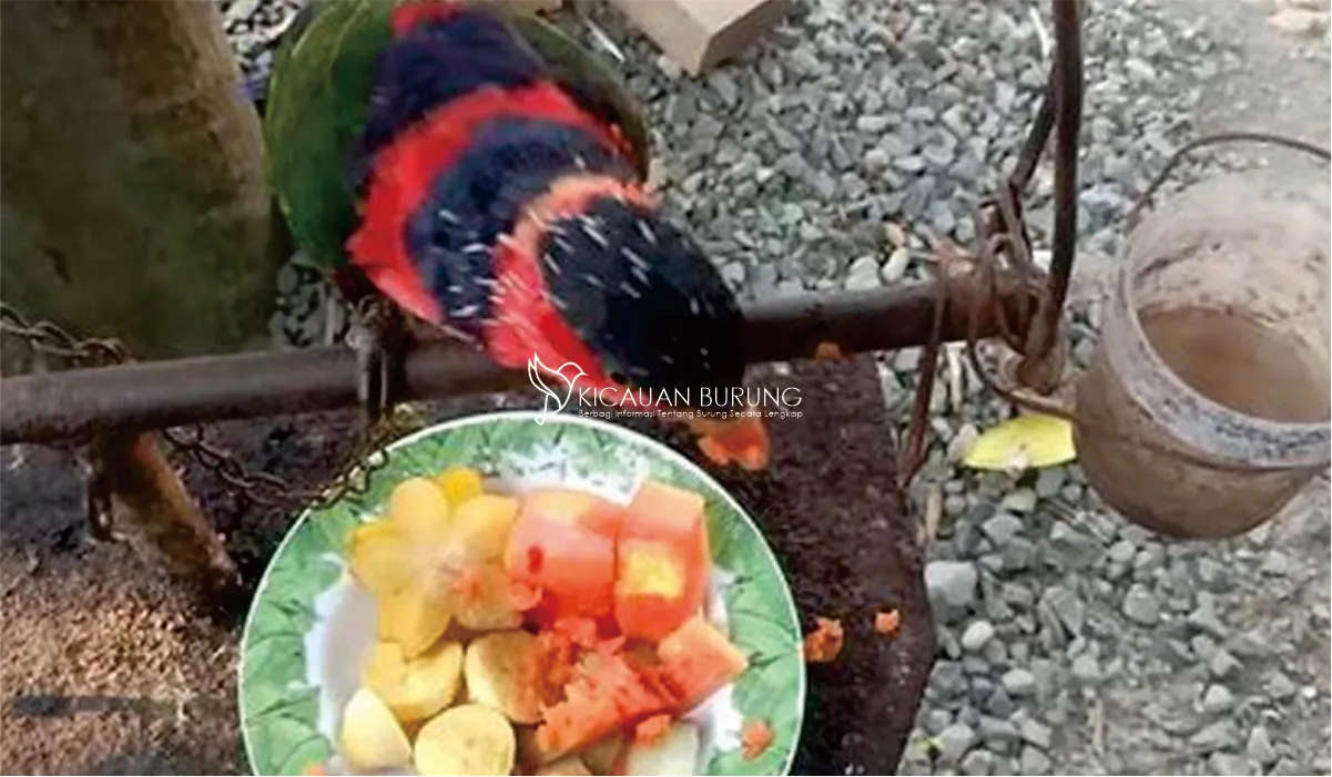 Makanan Burung Nuri Kepala Hitam