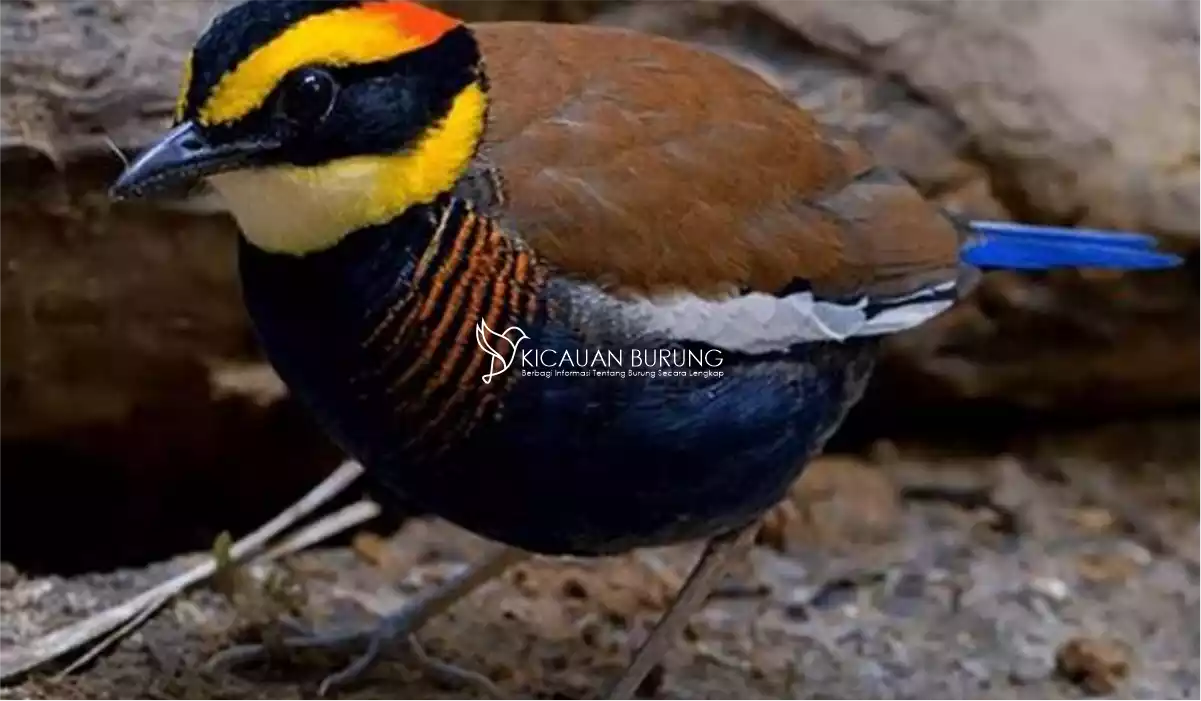 Cara Memberikan Makanan Burung Paok Pancawarna