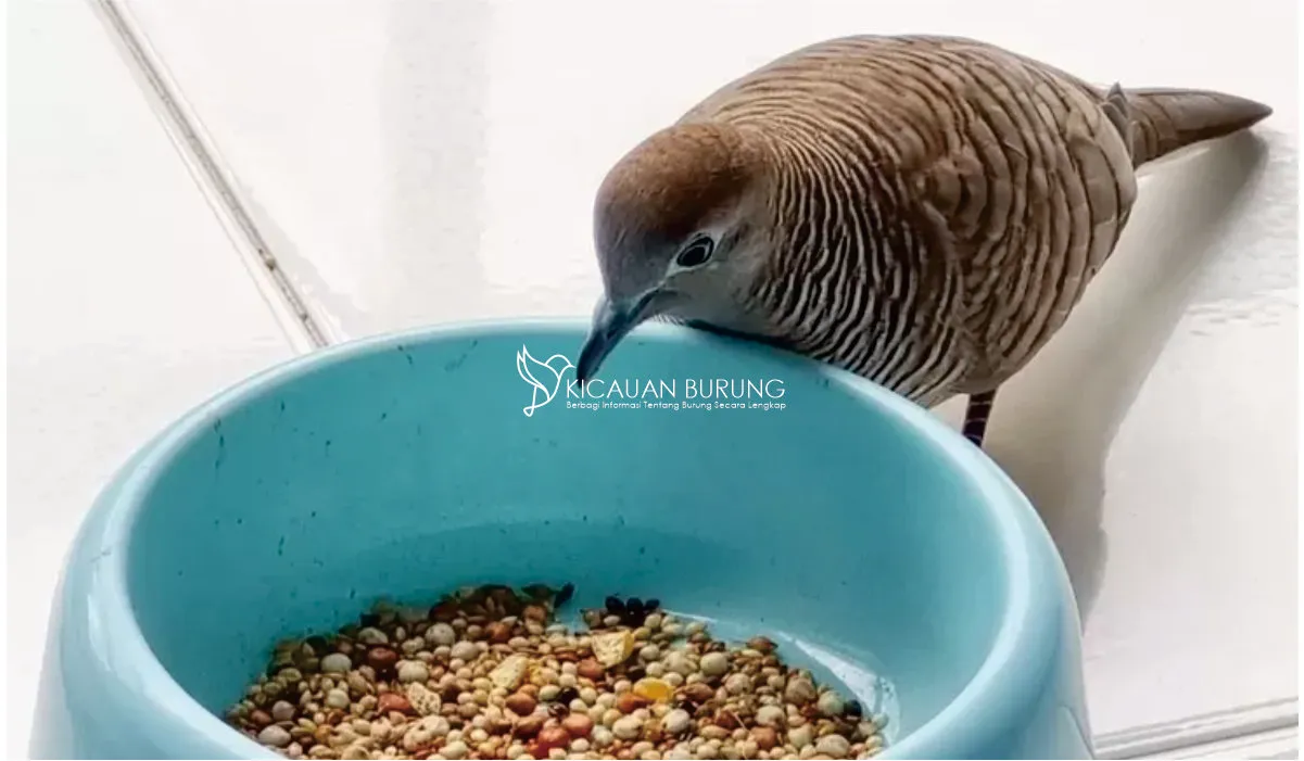 Makanan yang Dapat Diberikan pada Burung Perkutut