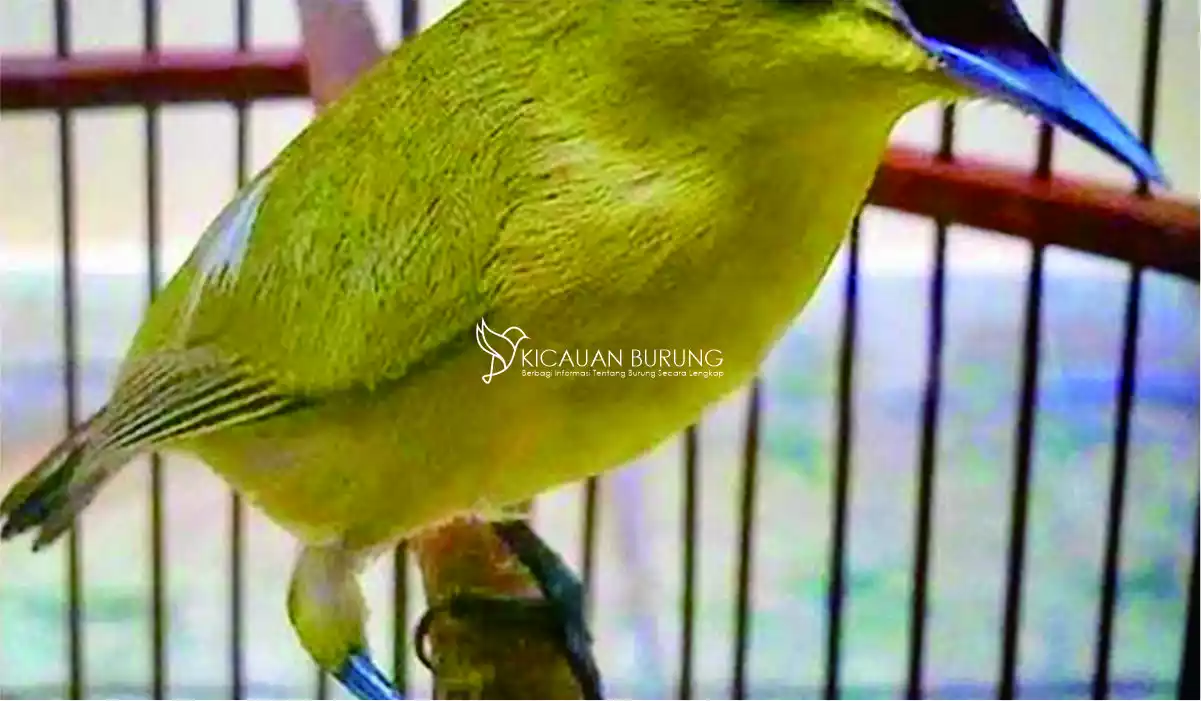 Makanan Burung Pleci Biar Gacor