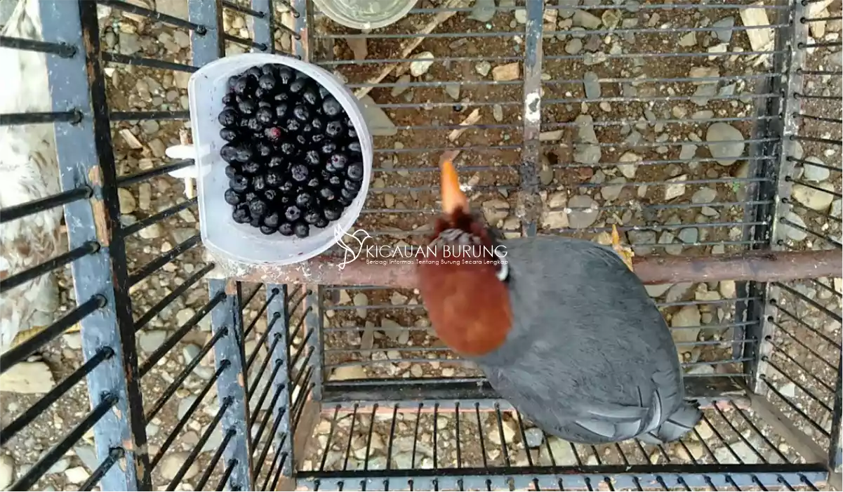 Jenis Makanan Burung Poksay Mandarin yang Tepat