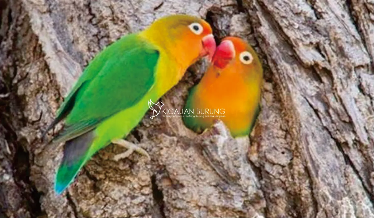 Makanan Lovebird Biar Gacor