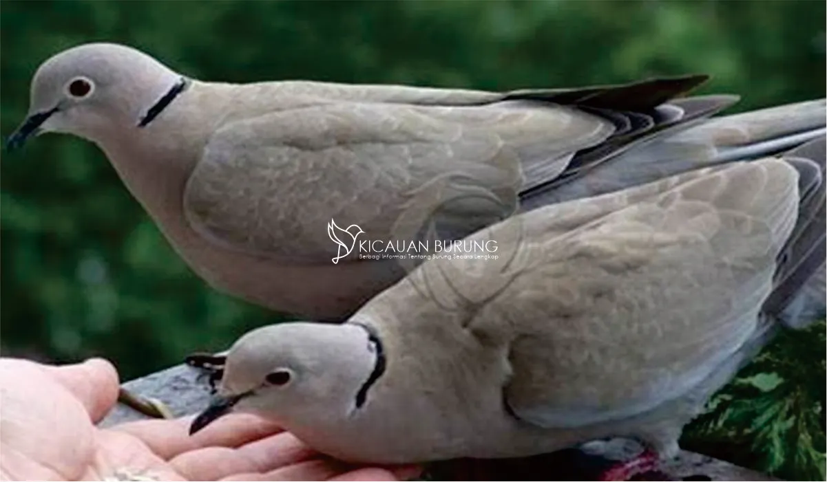 Pakan Puter Pelung Meningkatkan Kualitas Burung Pelung