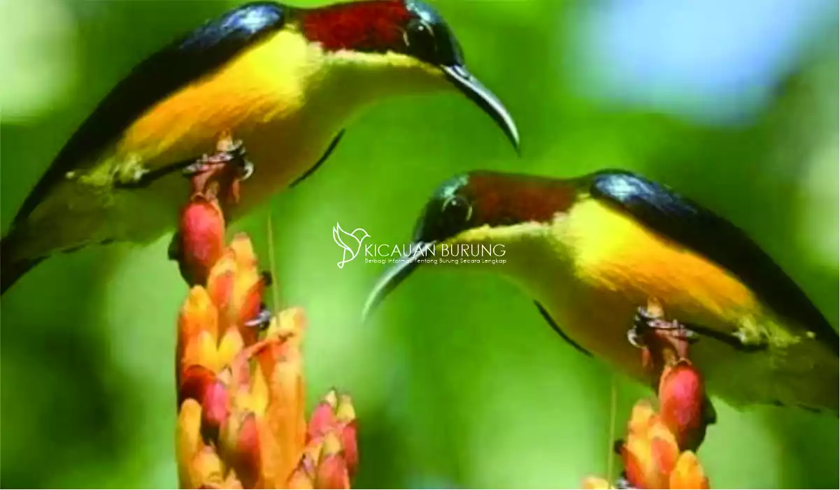 Pilihan Jenis Pakan Kolibri di Indonesia