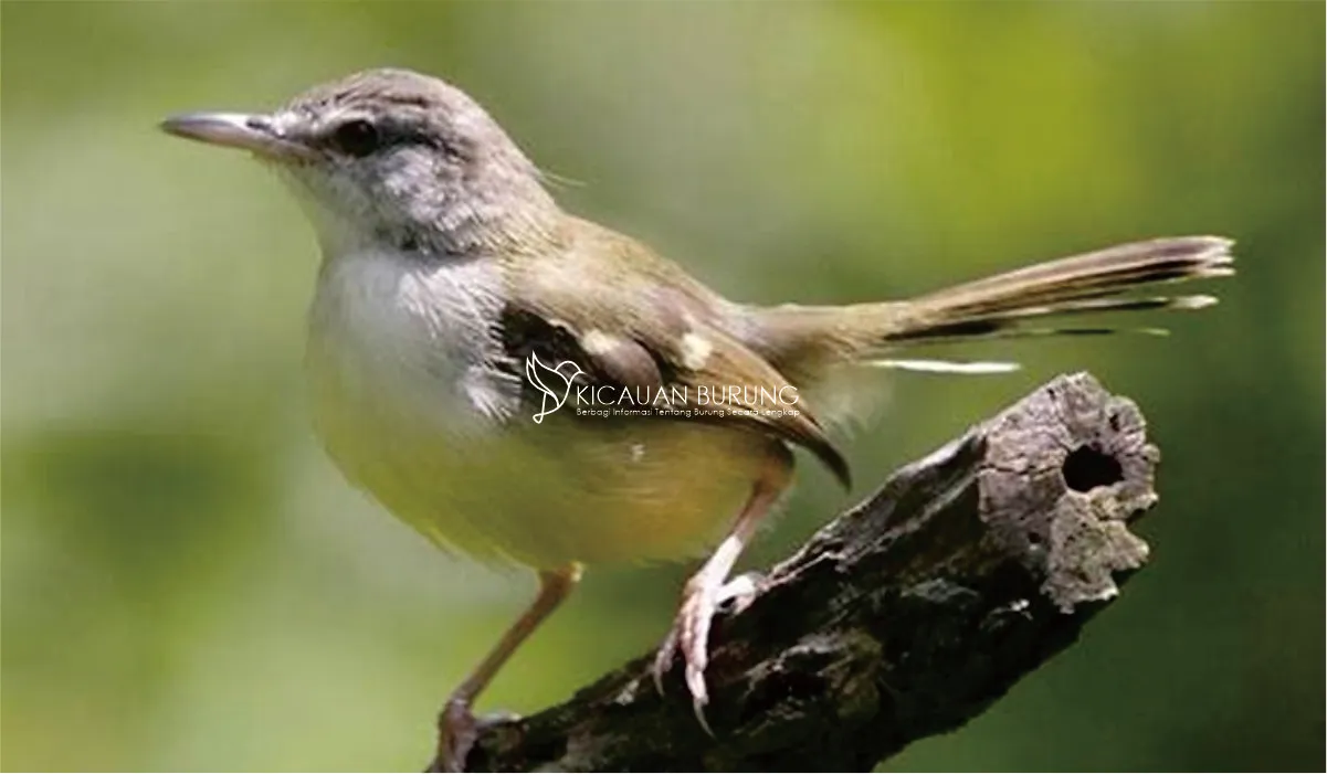 Sumber Nutrisi Penting dalam Pakan Burung Ciblek