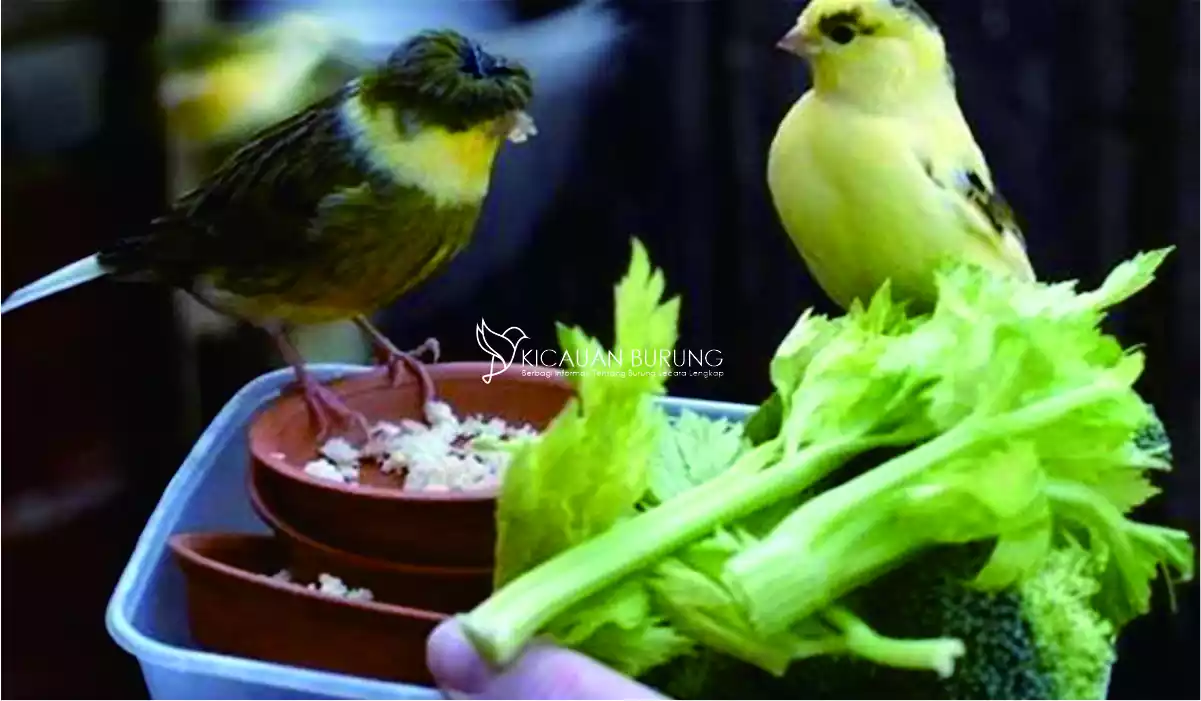 Tips dan Trik Makanan Burung Kenari Biar Gacor