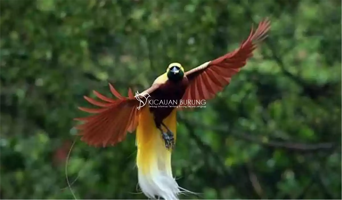 Apa Akibat Jika Burung Cendrawasih Punah