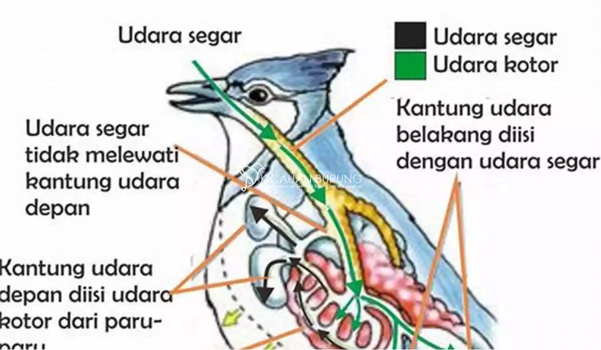 Apa Alat Pernapasan Burung
