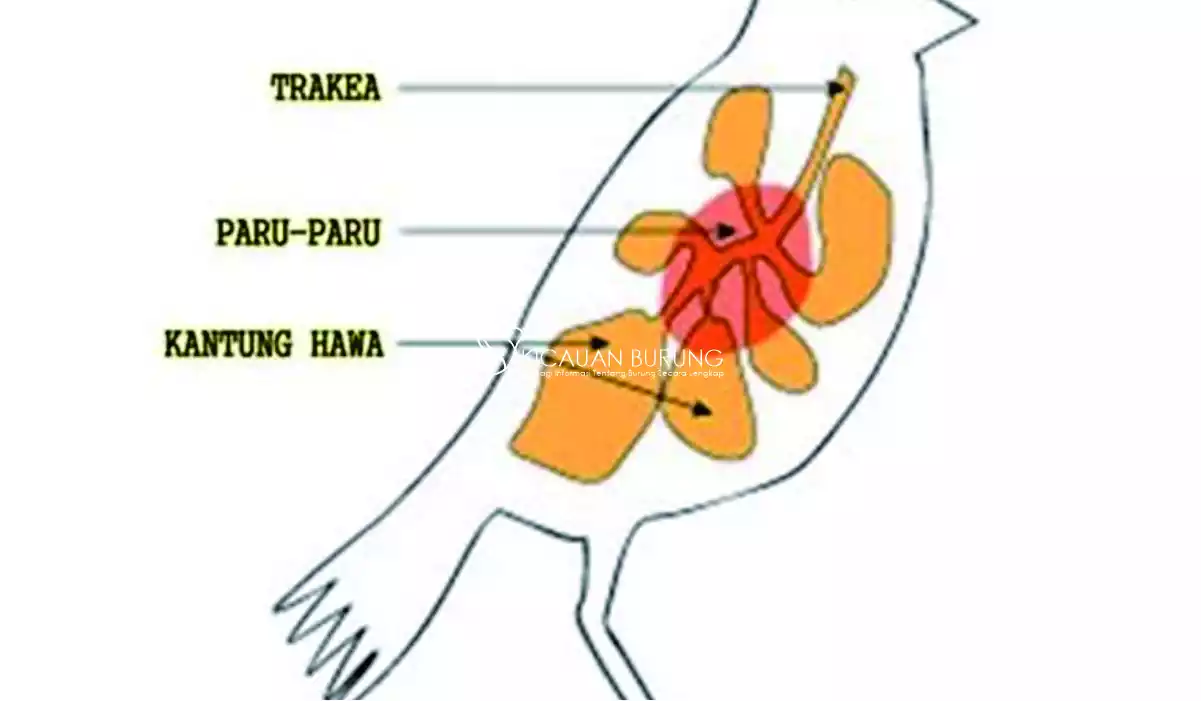 Apa Fungsi Pundi-pundi Udara pada Burung